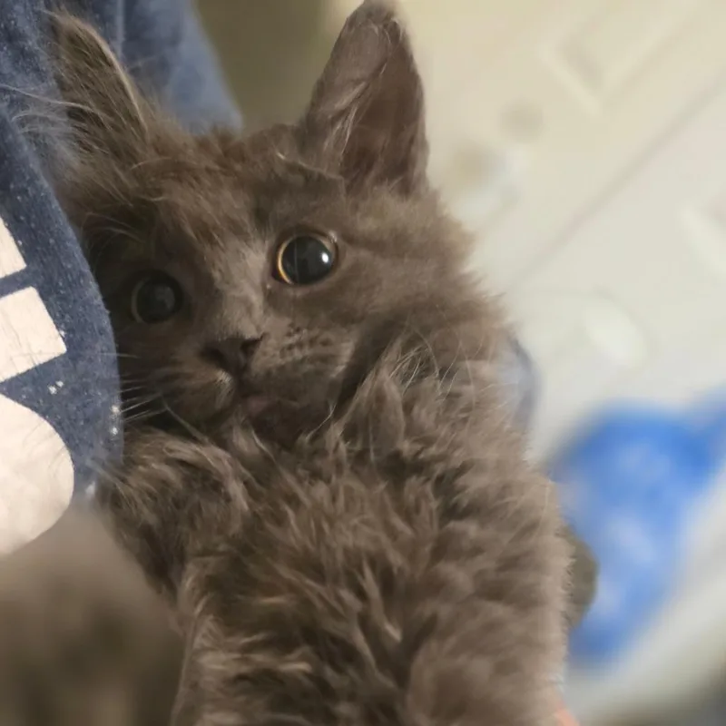 A baby small-sized female Gray / Blue / Silver Domestic Medium Hair cat named Ruffles for adoption in Layton, UT