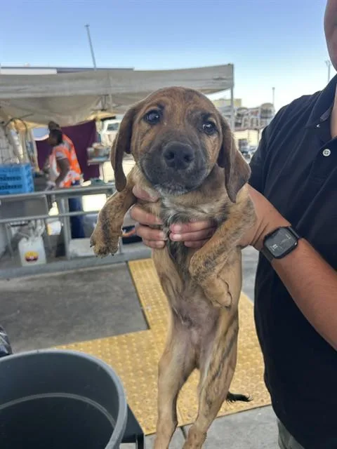 A baby small-sized male Brown / Chocolate Plott Hound dog named Bakugo  URGENT for adoption in Thousand Oaks, CA