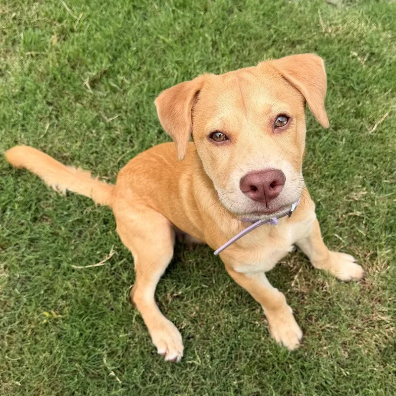A baby medium-sized female Yellow / Tan / Blond / Fawn Labrador Retriever dog named Hazel for adoption in Austin, TX