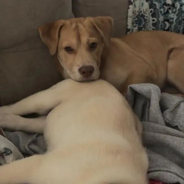 Hazel thumbnail 2