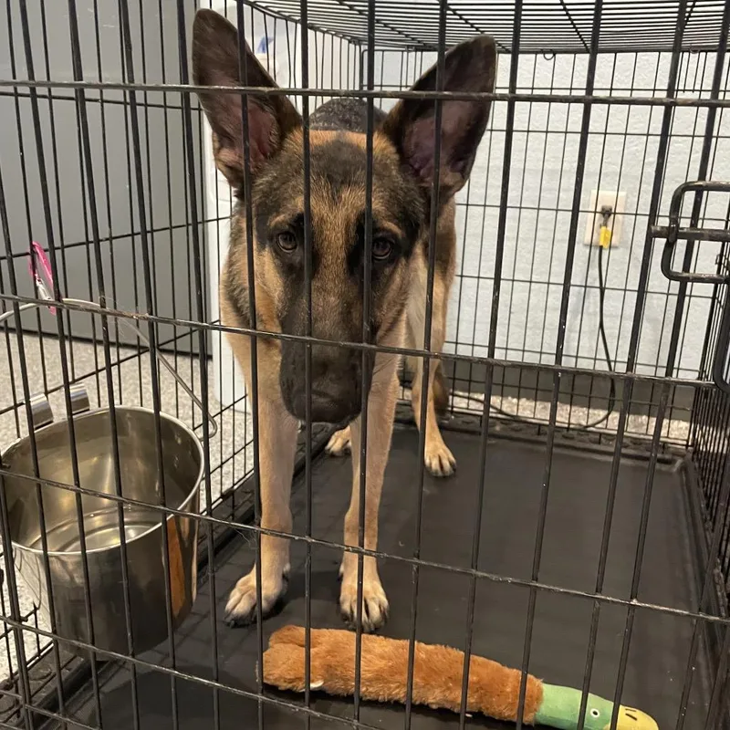 A young large-sized female Sable German Shepherd Dog dog named Serena for adoption in Englewood, FL