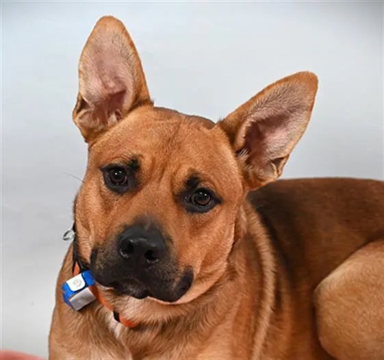 A young medium-sized male Pit Bull Terrier dog named Kodiak for adoption in Loveland, CO