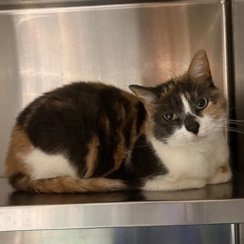 A senior medium-sized female Calico Domestic Short Hair cat named Sugar for adoption in Springfield, IL