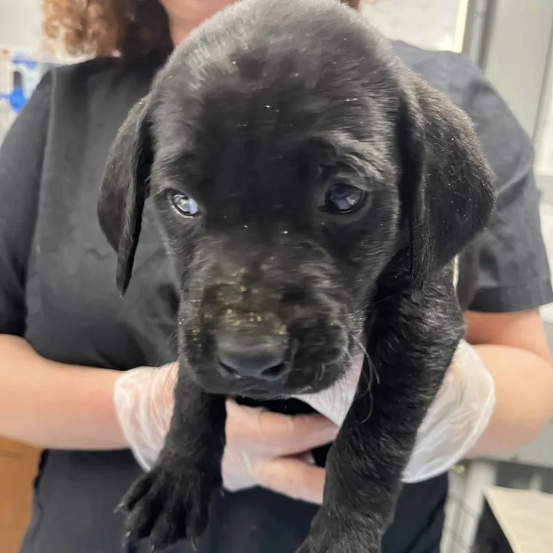 An adult medium-sized male Black Terrier dog named Comet for adoption in Summerville, SC