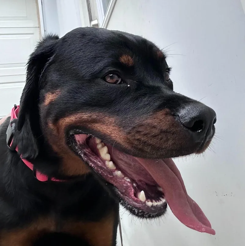 A young large-sized female Rottweiler dog named Roxy The Rottie for adoption in Lagrange, IN