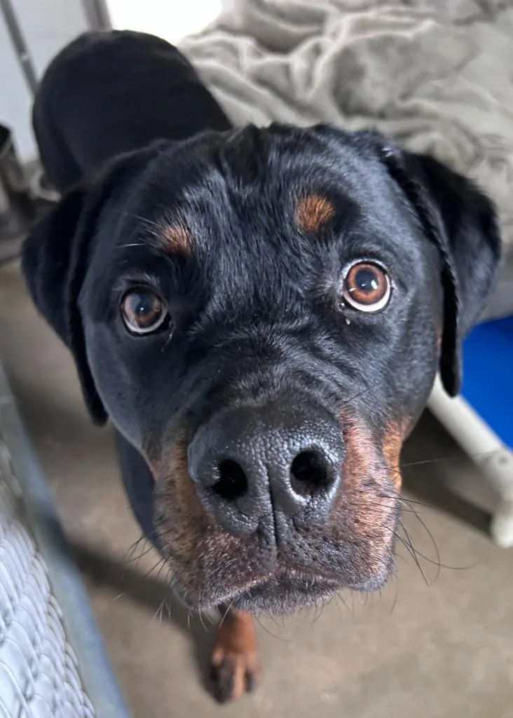 Roxy The Rottie thumbnail 2