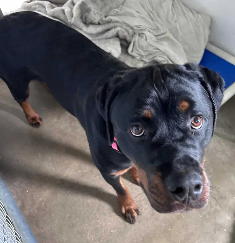 Roxy The Rottie thumbnail 3