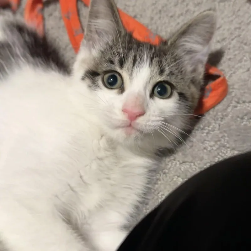 A baby medium-sized female White Domestic Short Hair cat named Chichin for adoption in Minneapolis, MN