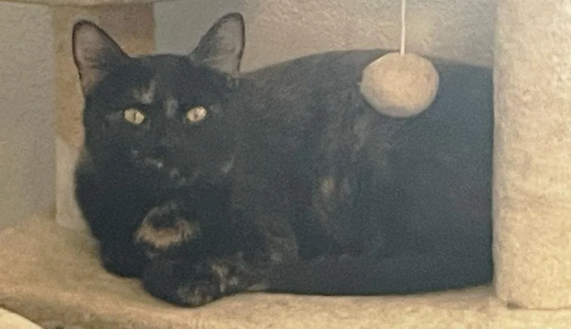 A young small-sized female Domestic Short Hair cat named Olivia for adoption in Denver, CO