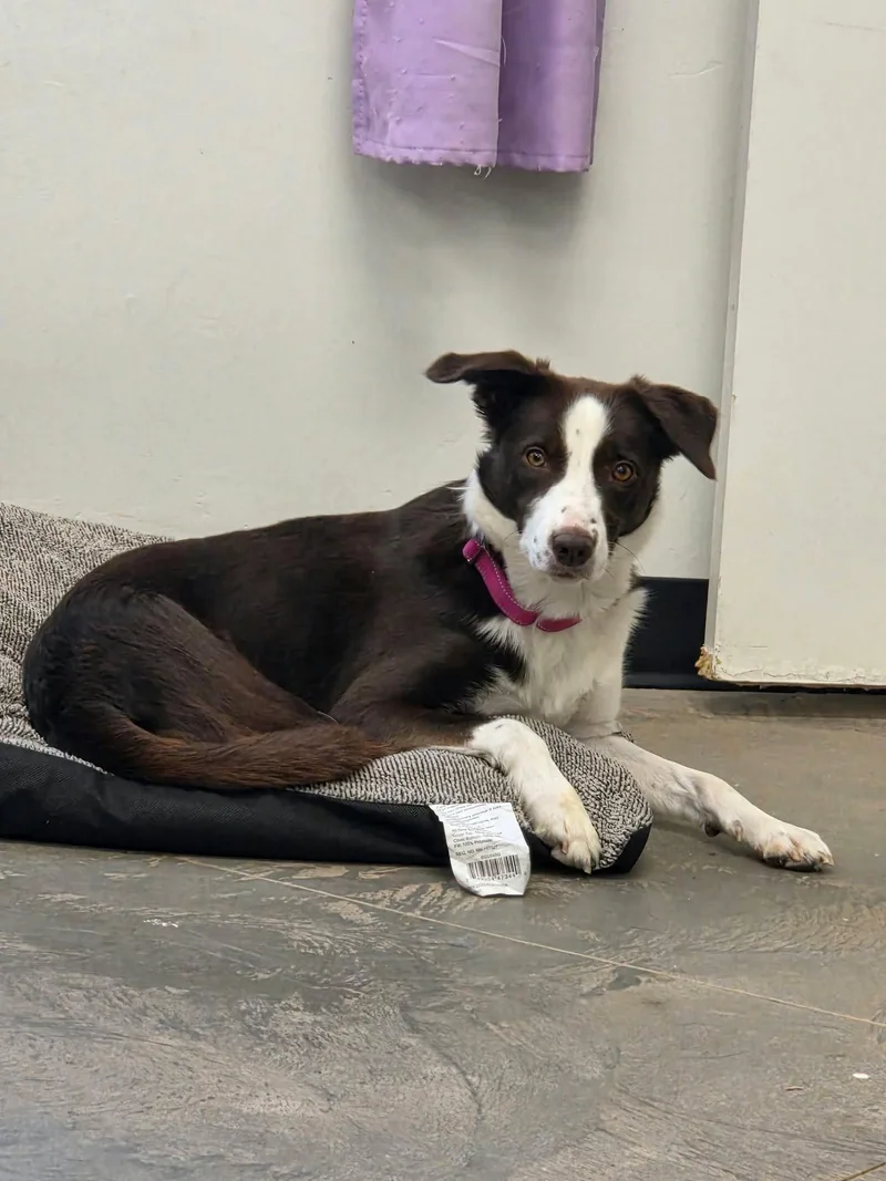 An adult medium-sized female Border Collie dog named Clover for adoption in Roosevelt, UT