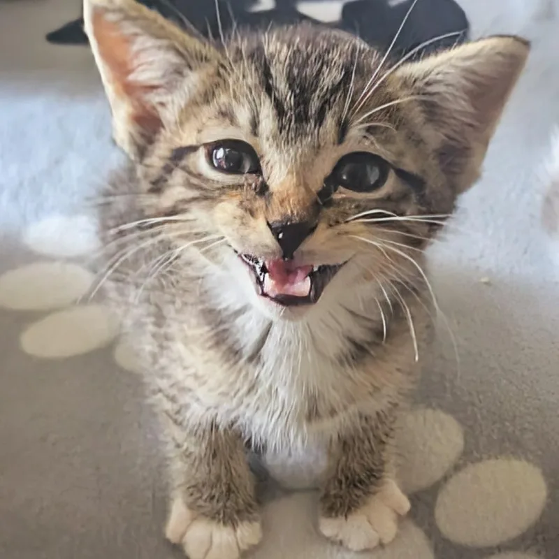 A baby small-sized male Brown / Chocolate Domestic Short Hair cat named Twix for adoption in Long Beach, CA