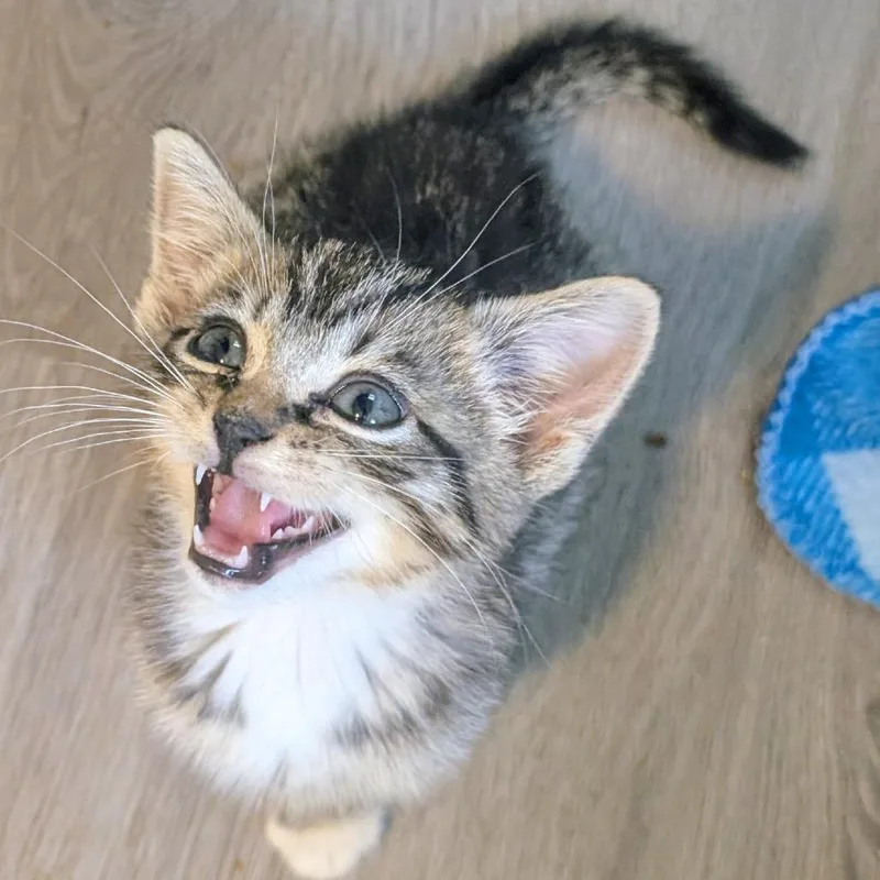 Twix thumbnail 3