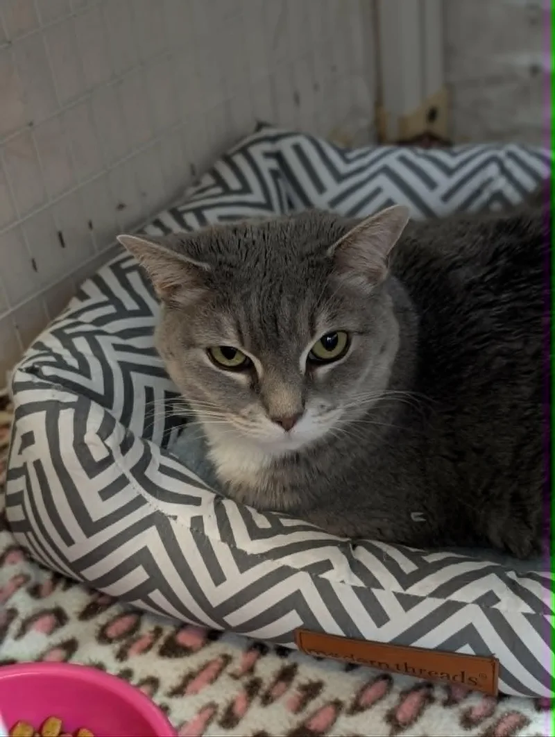 A senior large-sized female White Domestic Short Hair cat named Zuma for adoption in Chambersburg, PA