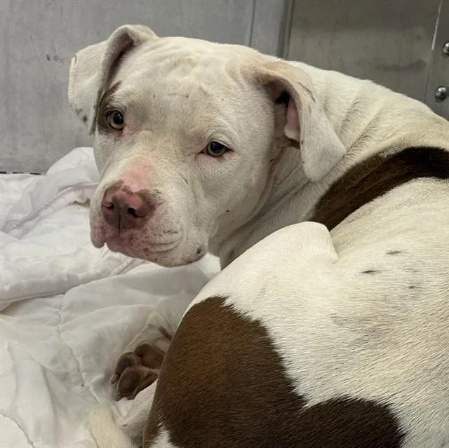 A young medium-sized female Mixed Breed dog named Gabby for adoption in Dallas, TX