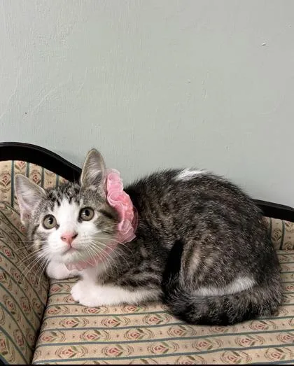 A baby medium-sized female Domestic Short Hair cat named Emmy for adoption in Picayune, MS