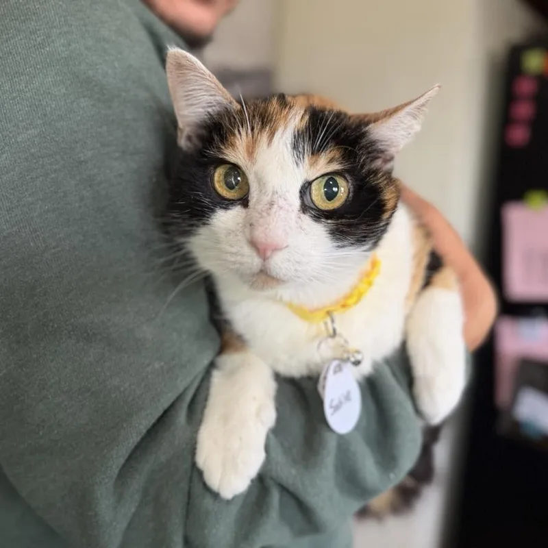 A senior extra large-sized female Calico Domestic Short Hair cat named Sadie for adoption in Ramona, CA