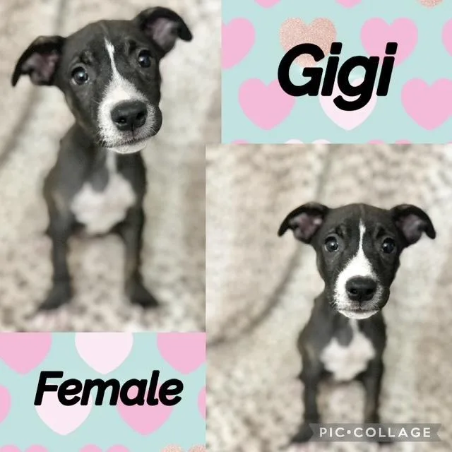 A baby medium-sized female Australian Shepherd dog named Gigi for adoption in Manchester, CT