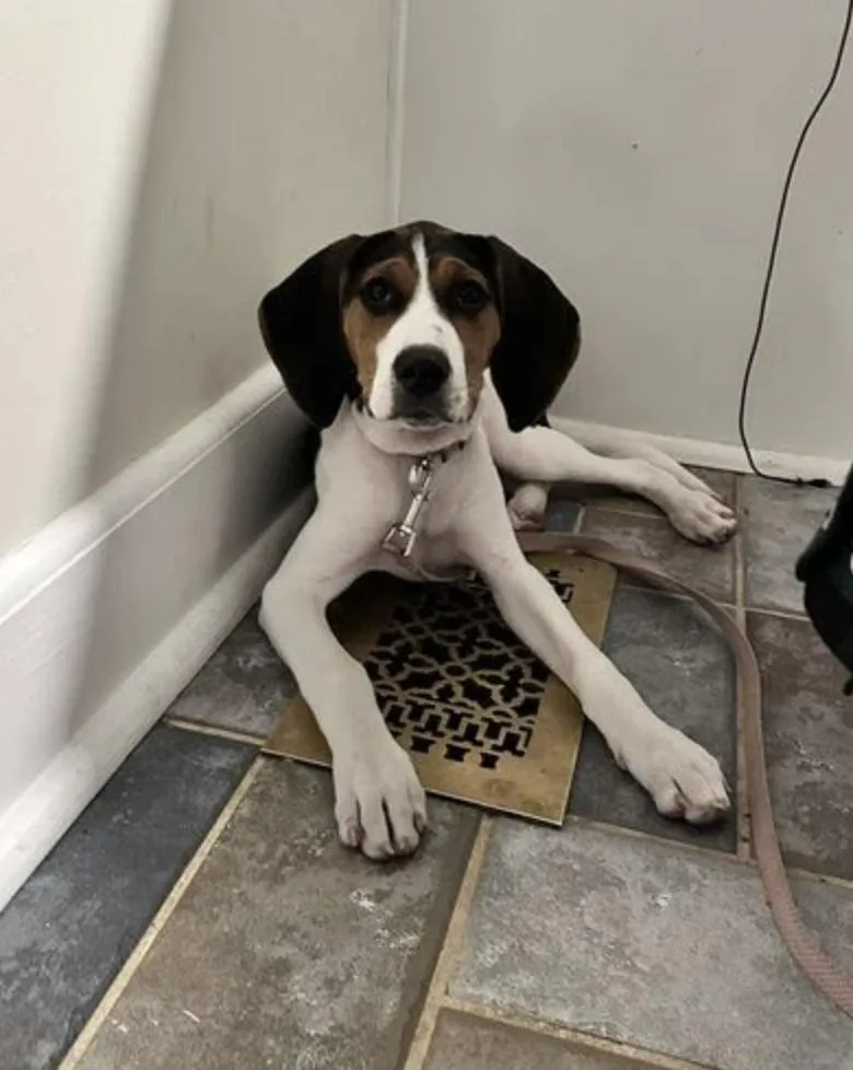 A baby medium-sized female Treeing Walker Coonhound dog named Wendi for adoption in TULSA, OK