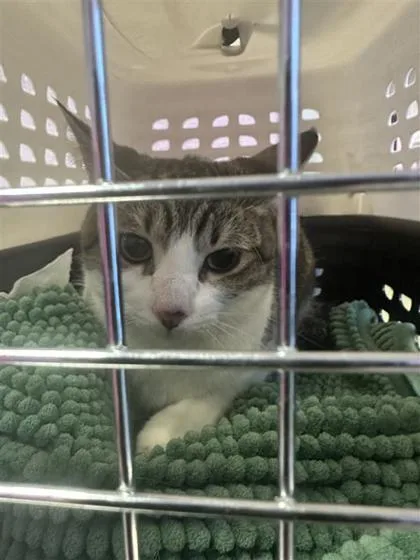 A young large-sized female White Domestic Short Hair cat named 61280997 for adoption in El Paso, TX