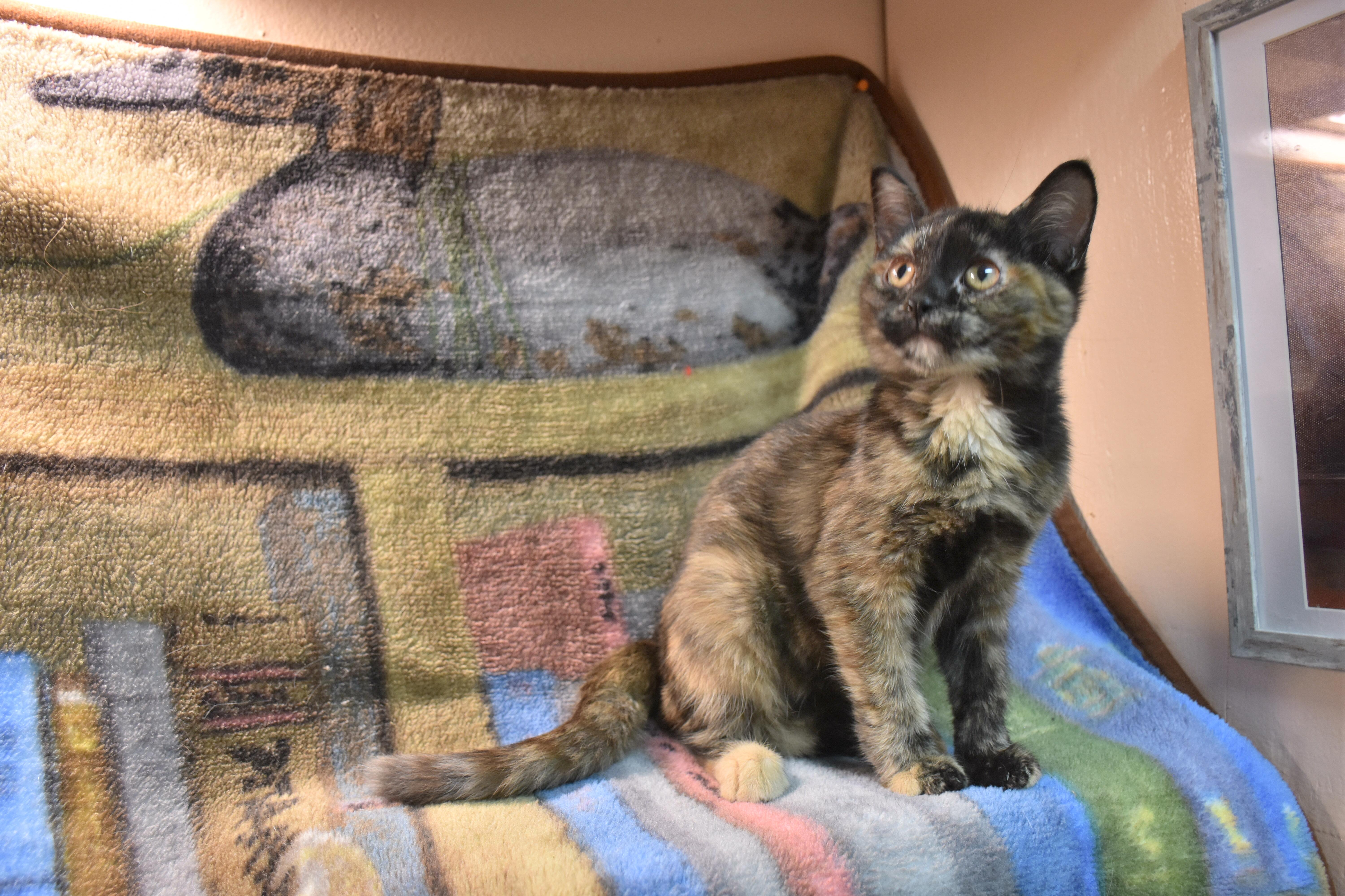 A baby small-sized female Tortoiseshell Domestic Short Hair cat named Honor for adoption in North Judson, IN