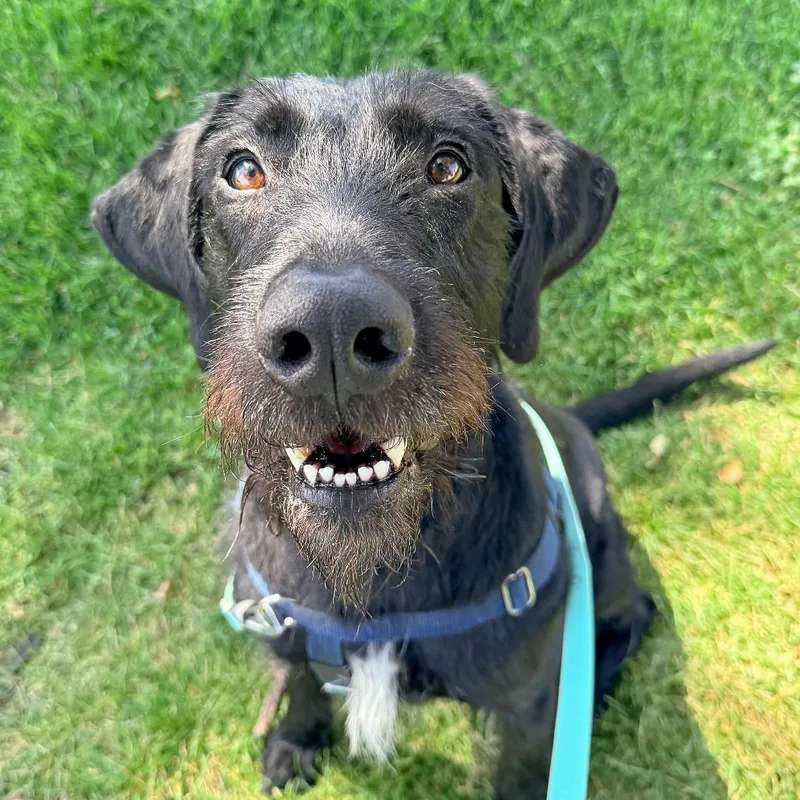 Zuko
