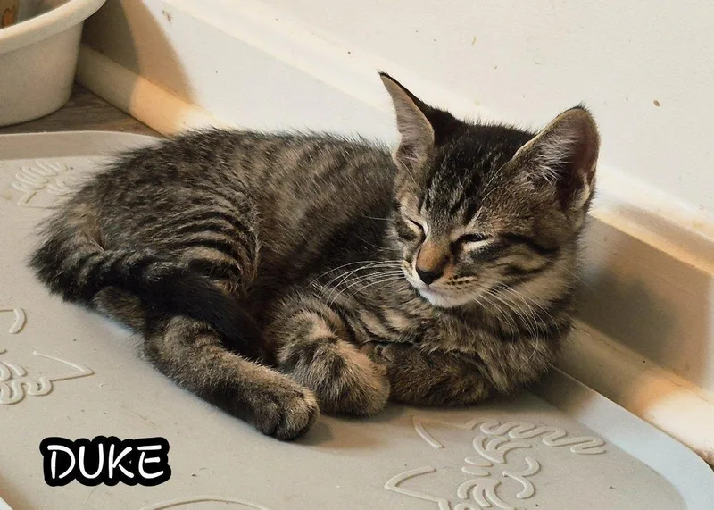 A baby small-sized male Domestic Short Hair cat named Duke and Magic for adoption in Ellicott City, MD