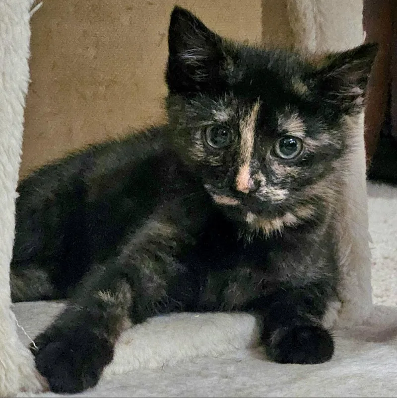 An adult small-sized female Tortoiseshell Domestic Short Hair cat named Angela for adoption in Winchester, VA