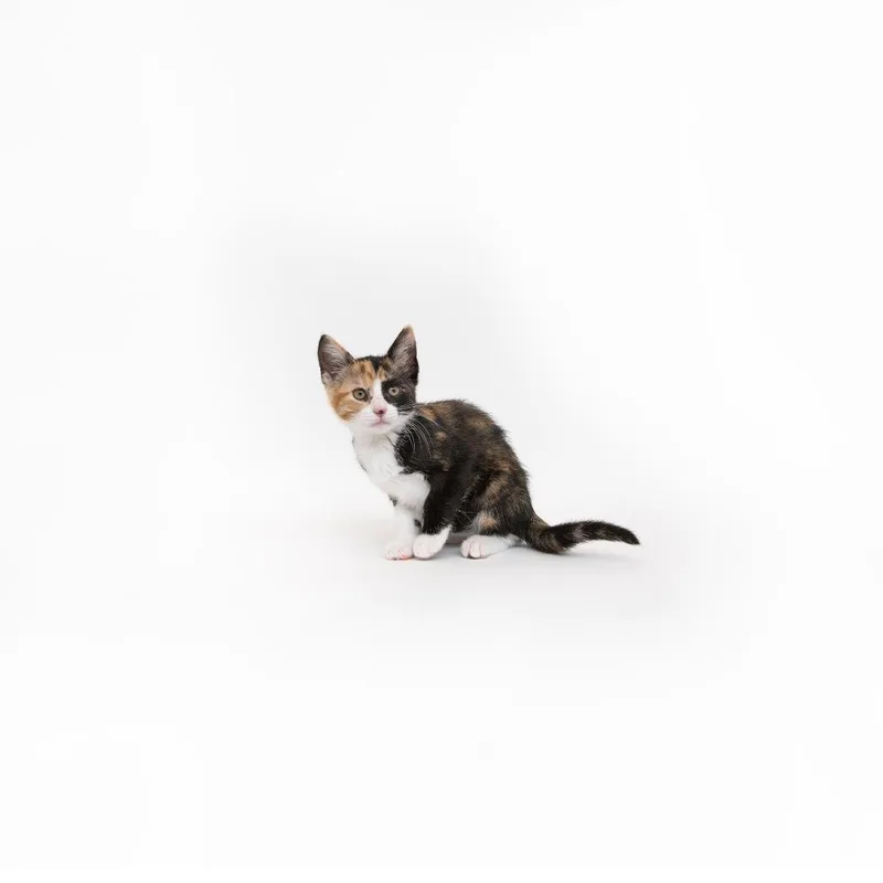 A baby small-sized female Tortoiseshell Domestic Short Hair cat named Amy for adoption in Playa Vista, CA