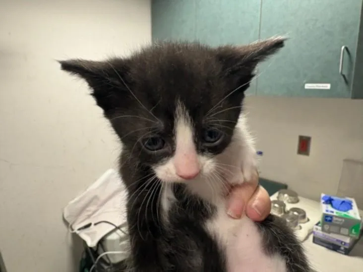 A baby medium-sized female Domestic Short Hair cat named Elara for adoption in Chatsworth, CA