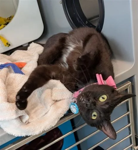 An adult small-sized female Domestic Short Hair cat named Charlotte for adoption in Leesburg, VA