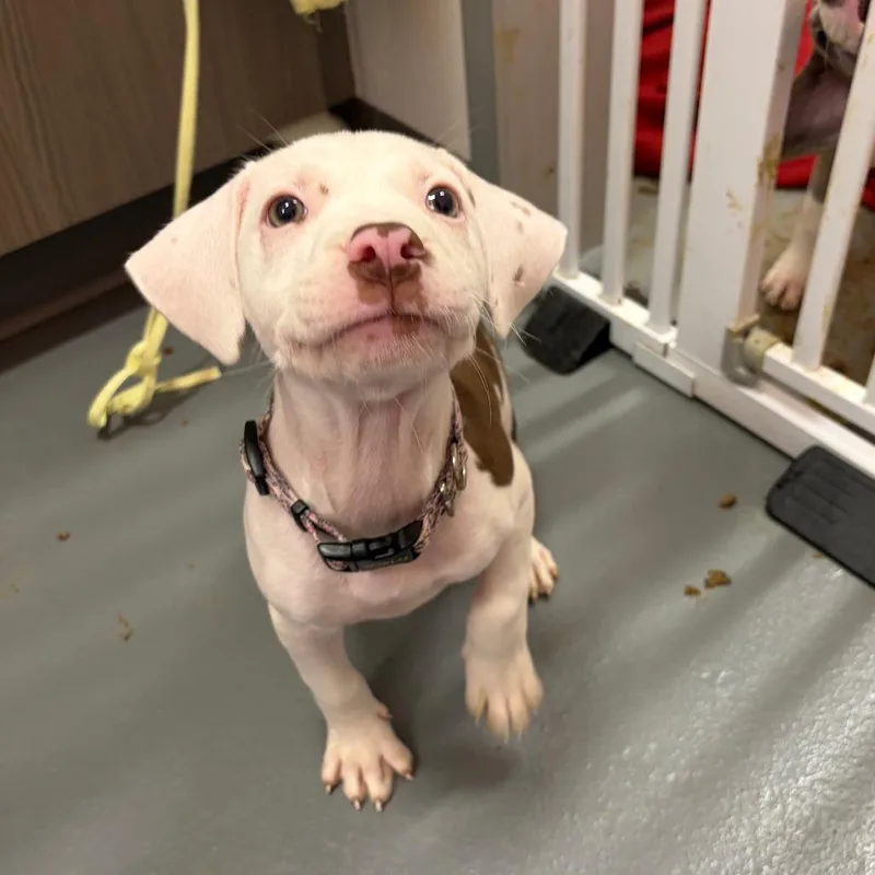 A baby small-sized female Brown / Chocolate Mixed Breed dog named Juliett for adoption in Austin, TX