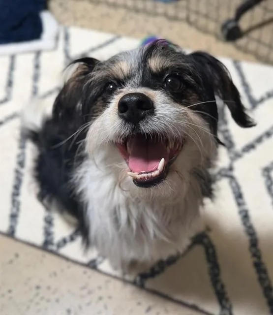 A young small-sized male Terrier dog named Benny for adoption in Leesburg, VA