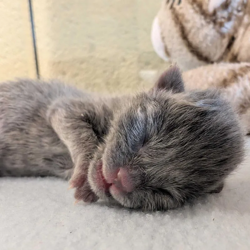 A baby small-sized male Gray / Blue / Silver Domestic Short Hair cat named Colonel Taylor for adoption in Asheville, NC