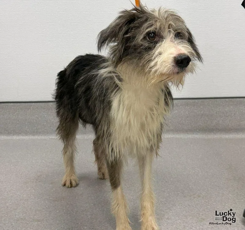 A young medium-sized female Australian Shepherd dog named Rosie for adoption in Washington, DC