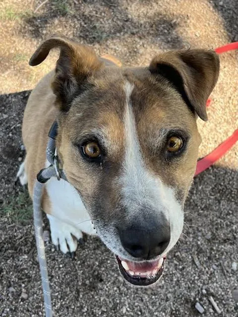 An adult medium-sized female American Staffordshire Terrier dog named Curvy for adoption in Tucson, AZ