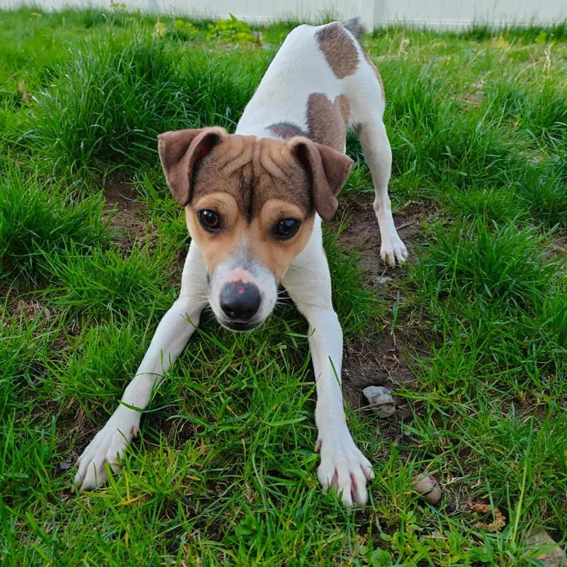 A young small-sized male Jack Russell Terrier dog named Ralphie for adoption in Worcester, MA