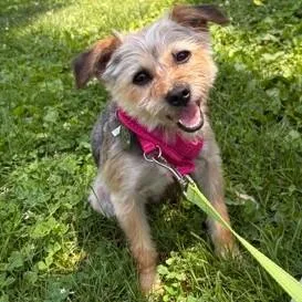 An adult small-sized female Yellow / Tan / Blond / Fawn Yorkshire Terrier dog named Beatrice for adoption in Phoenixville, PA