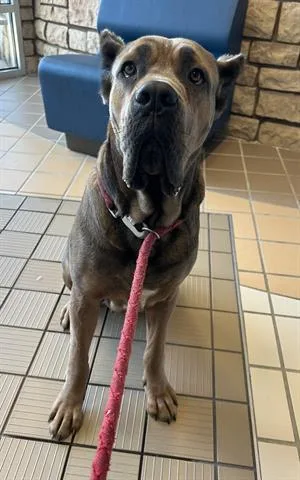 A young large-sized female Cane Corso dog named Banana for adoption in Dayton, OH