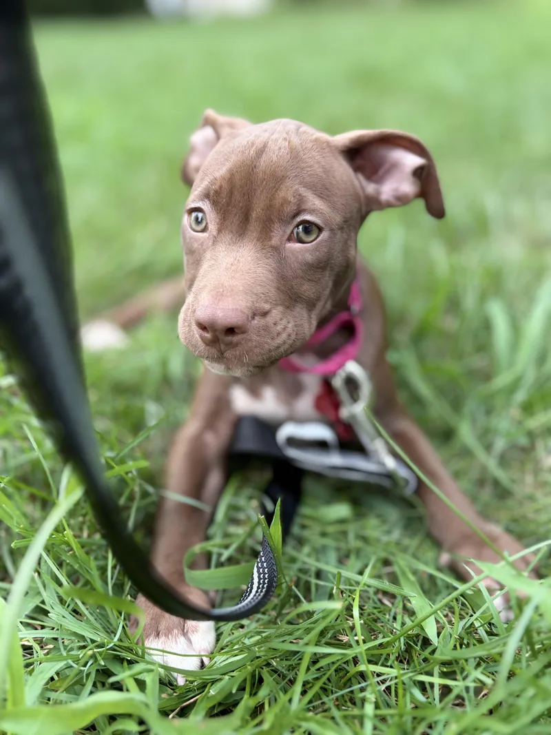 A baby medium-sized female American Staffordshire Terrier dog named Taffy for adoption in Houston, TX