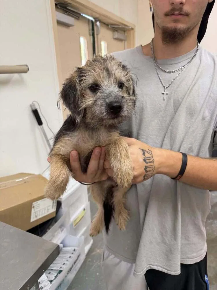 A baby small-sized male Yorkshire Terrier dog named Phantom for adoption in Pottstown, PA