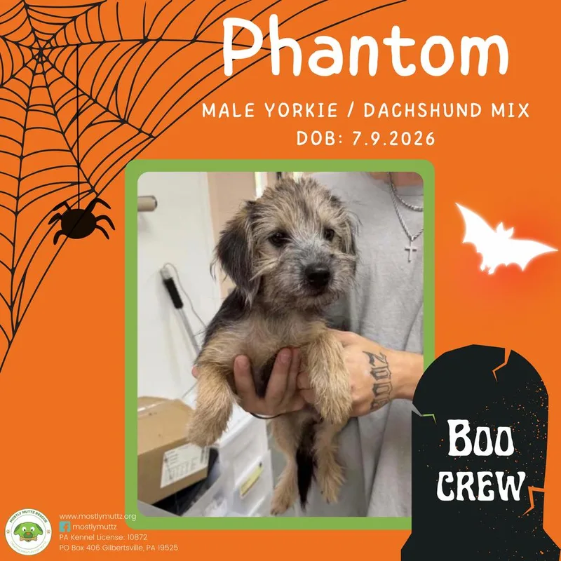 Phantom thumbnail 2