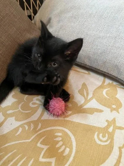 A young medium-sized female Domestic Short Hair cat named Pumpkin for adoption in Berwick, PA