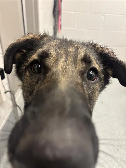 A young large-sized female German Shepherd Dog dog named London for adoption in Indianapolis, IN