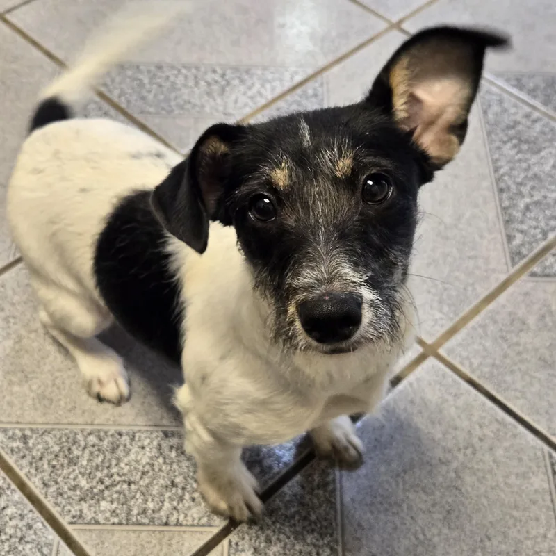 A young small-sized female White / Cream Jack Russell Terrier dog named Sprig for adoption in Normal, IL
