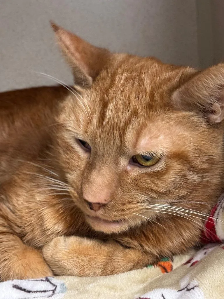 An adult medium-sized male Domestic Short Hair cat named Tommy for adoption in Pottsville, PA