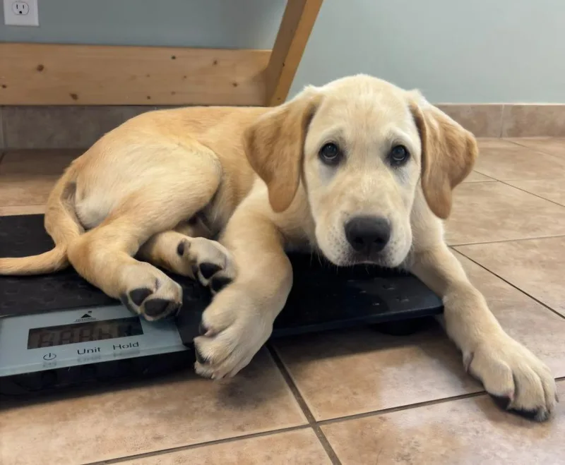 A baby large-sized male Labrador Retriever dog named Goose for adoption in Viroqua, WI