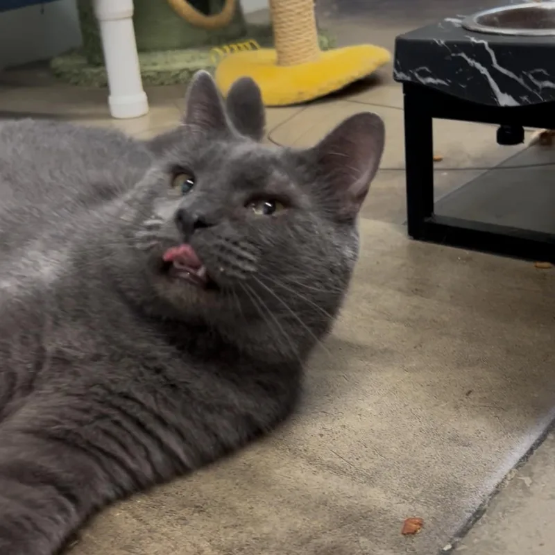 An adult medium-sized male Domestic Short Hair cat named Earl for adoption in Solon, IA