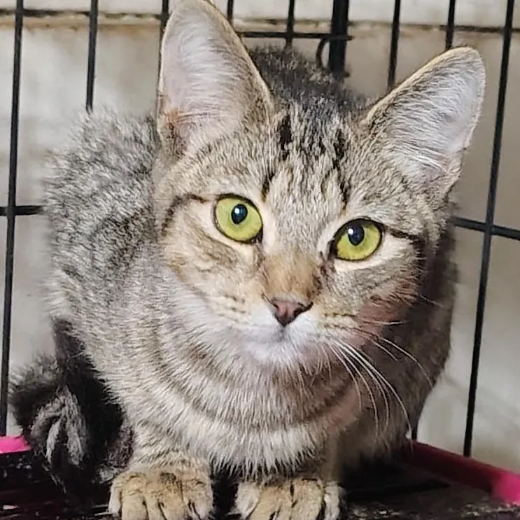A baby medium-sized male Tabby (Buff / Tan / Fawn) Domestic Short Hair cat named Toulouse for adoption in Waterford, CT
