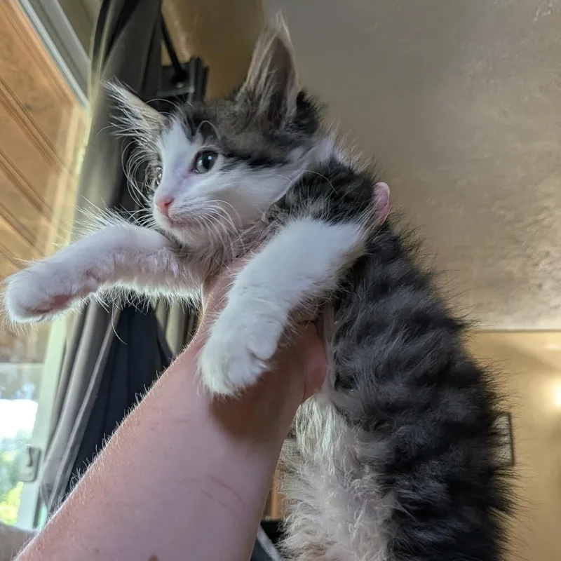 A baby small-sized female Black Domestic Short Hair cat named Ruby for adoption in Irwin, PA