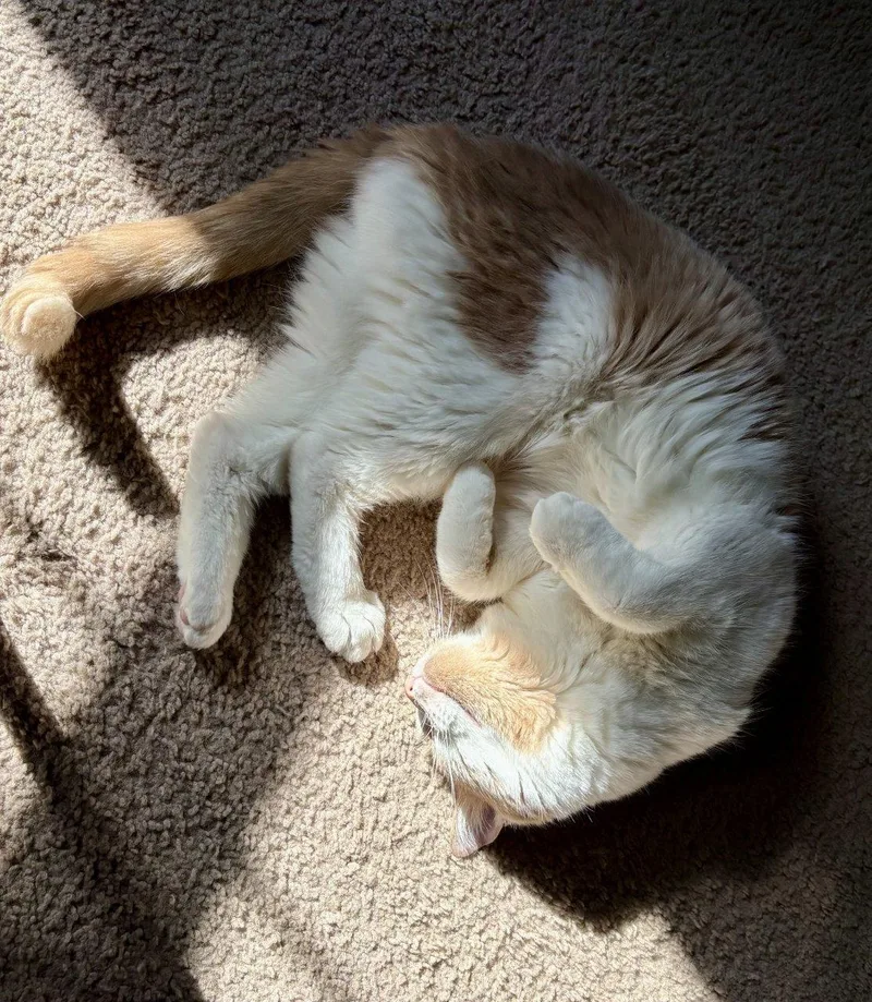 A senior large-sized male Tabby (Buff / Tan / Fawn) Domestic Short Hair cat named Colby Jack for adoption in Raleigh, NC